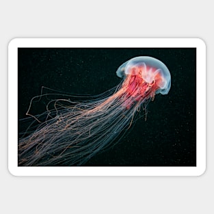 Lion's mane jellyfish (C010/4633) Sticker